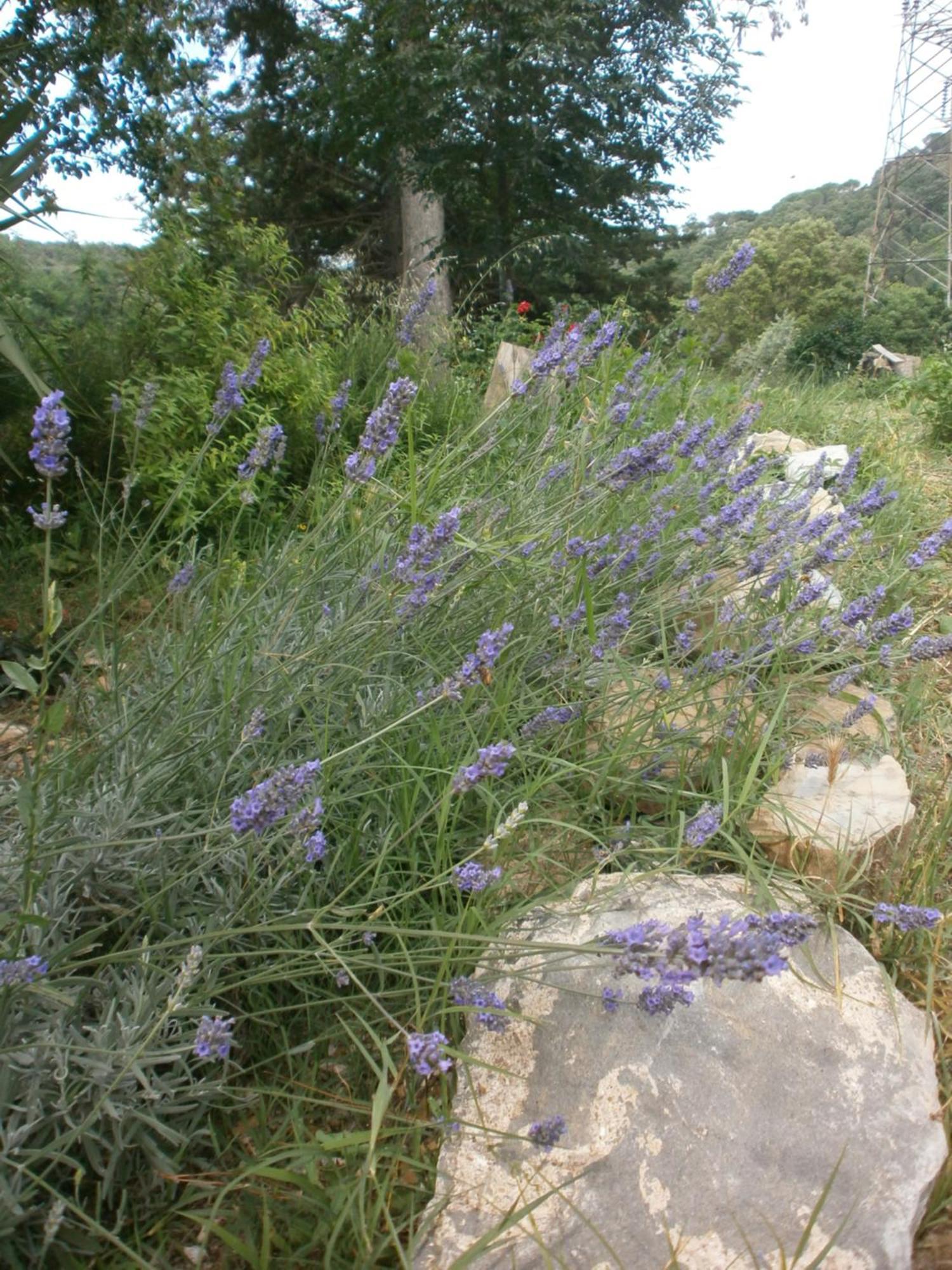 Monolocale Di Meo Suvereto